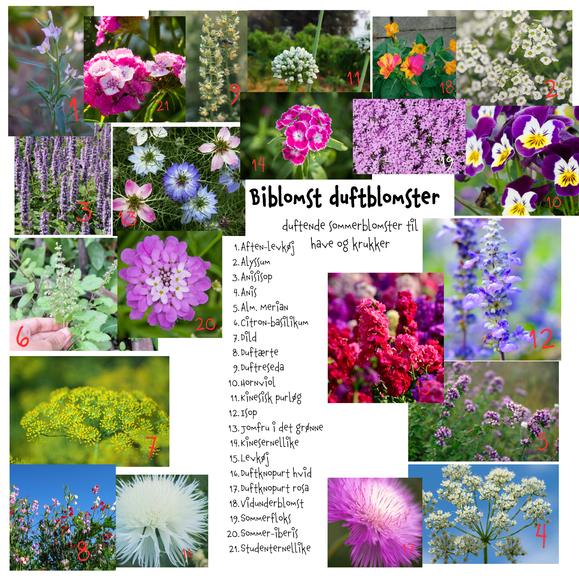 Så- og pasningsvejledning til Biblomst Duftblomster - duftende sommerblomster til have og krukker