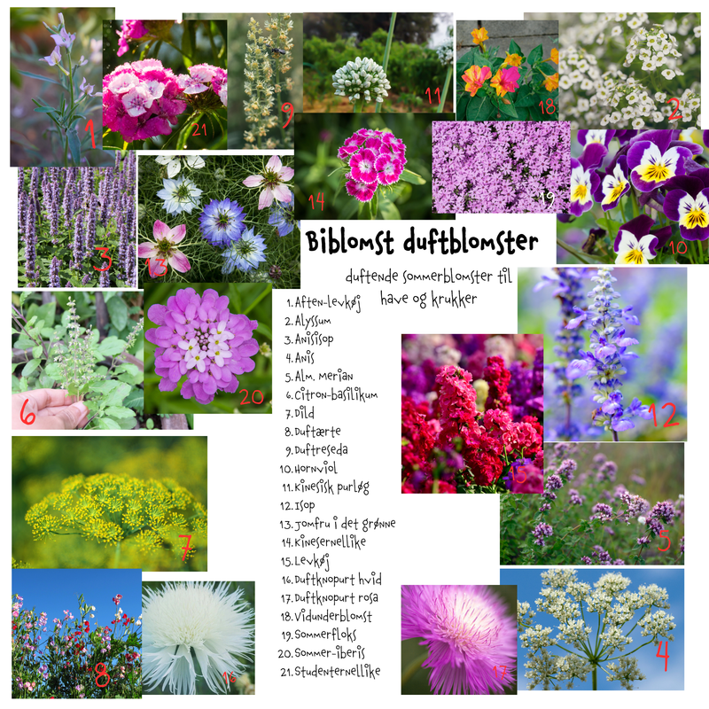 Så- og pasningsvejledning til Biblomst Duftblomster - duftende sommerblomster til have og krukker