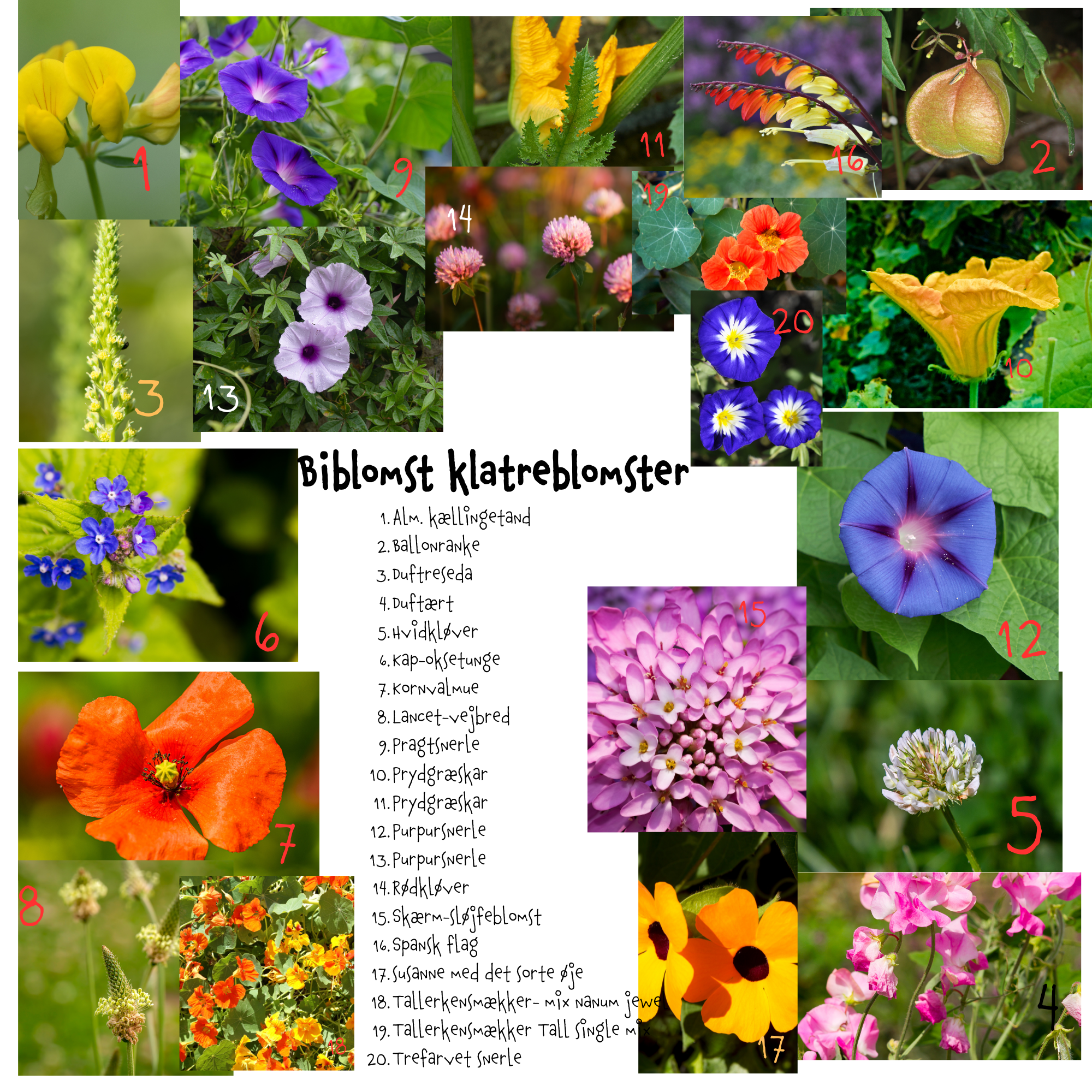 Så- og pasningsvejledning til Biblomst klatreblomster-blanding