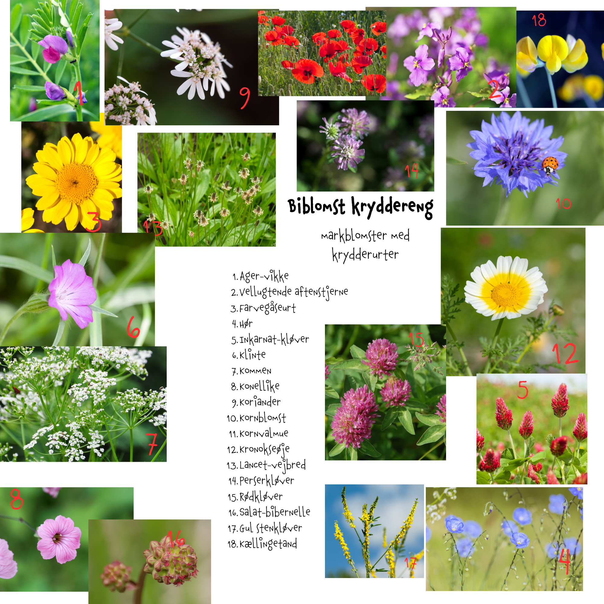 Så- og pasningsvejledning til Biblomst kryddereng – markblomster med krydderurter