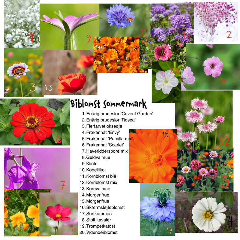 Så- og pasningsvejledning til Biblomst sommermark-blanding