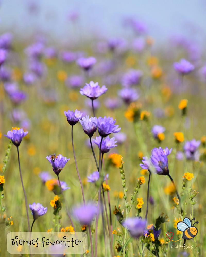 Så- og pasningsvejledning til 'Biernes favoritter' frøblanding.