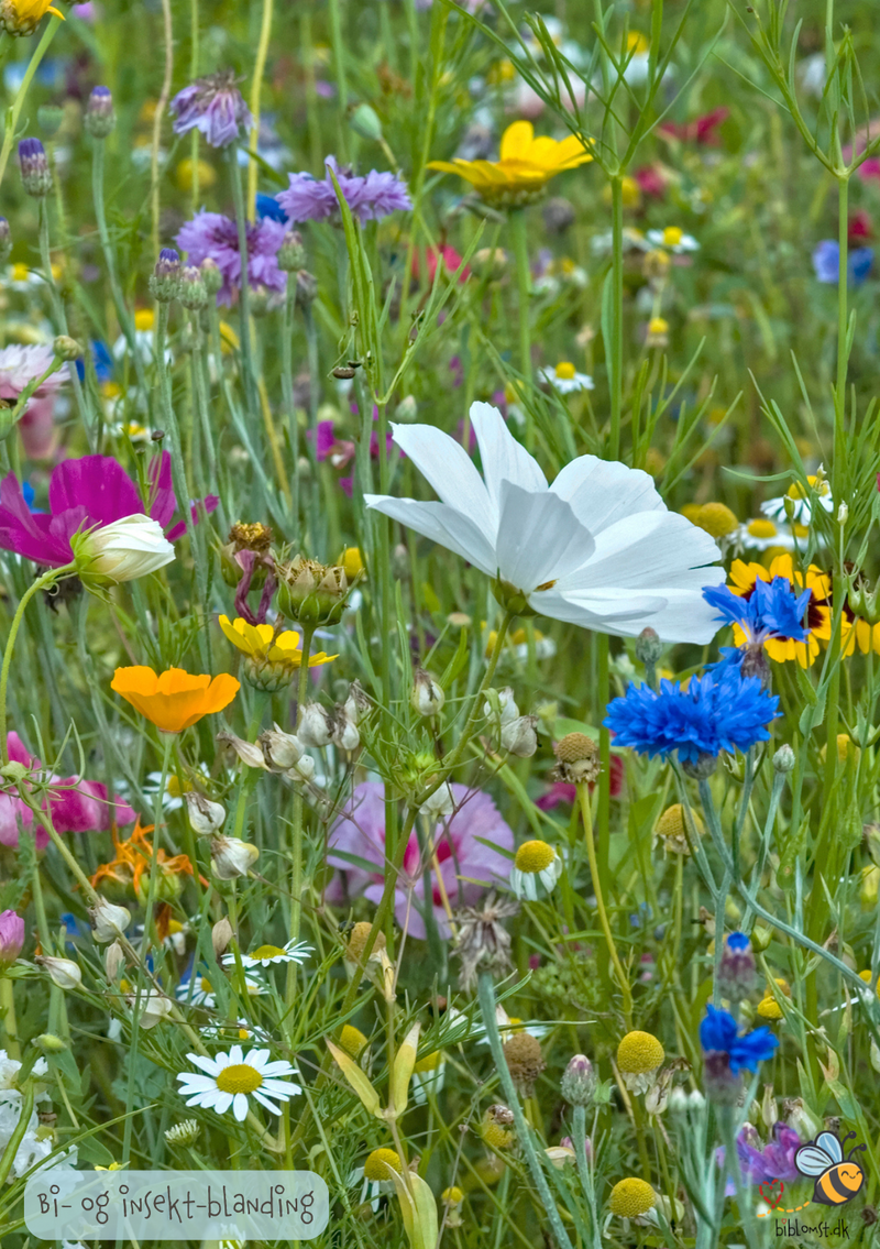 Så- og pasningsvejledning til Bi-insektblanding – høj nektarværdi til kanter og biveje