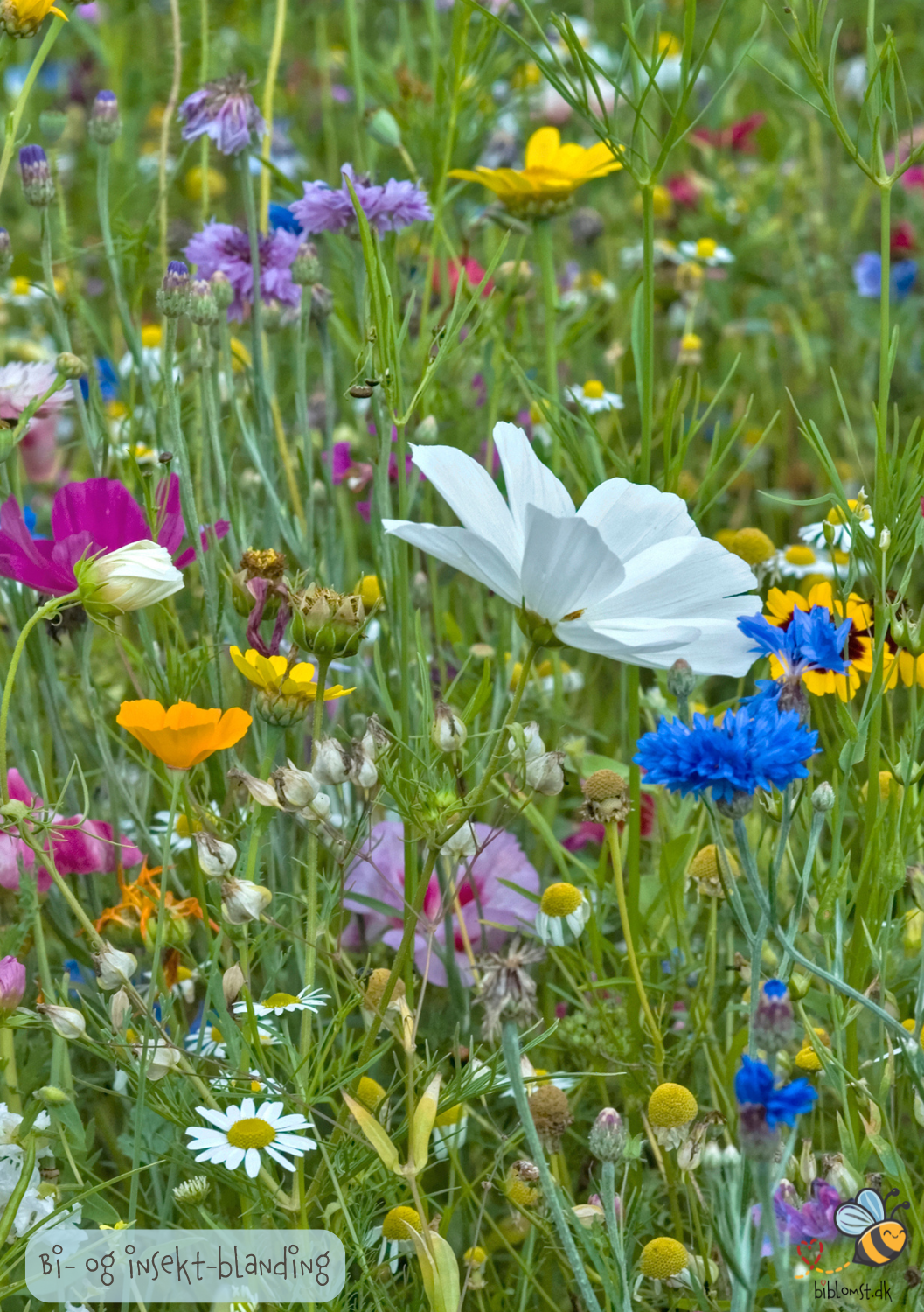 Så- og pasningsvejledning til Bi-insektblanding – høj nektarværdi til kanter og biveje