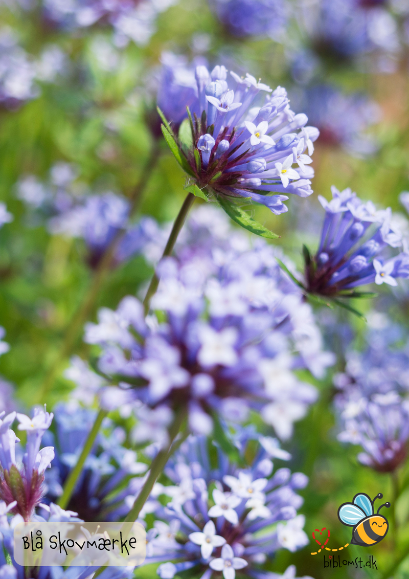 Så- og pasningsvejledning til blå skovmærke – Asperula orientalis 'Blue Surprise'