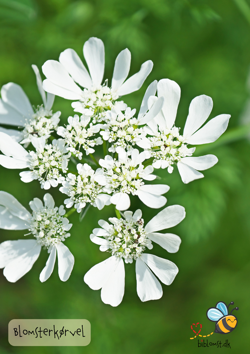 Så- og pasningsvejledning til blomsterkørvel – Orlaya grandiflora ‘White’