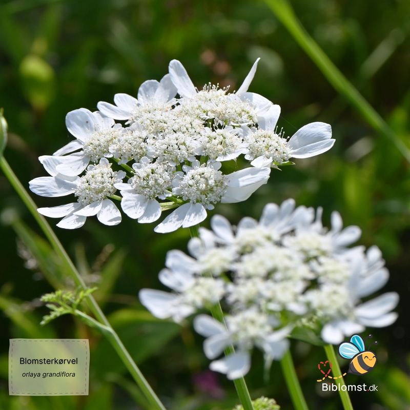 Så- og pasningsvejledning til blomsterkørvel – Orlaya grandiflora ‘White’