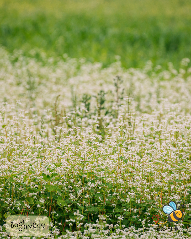Så- og pasningsvejledning til Boghvede – Fagopyrum esculentum