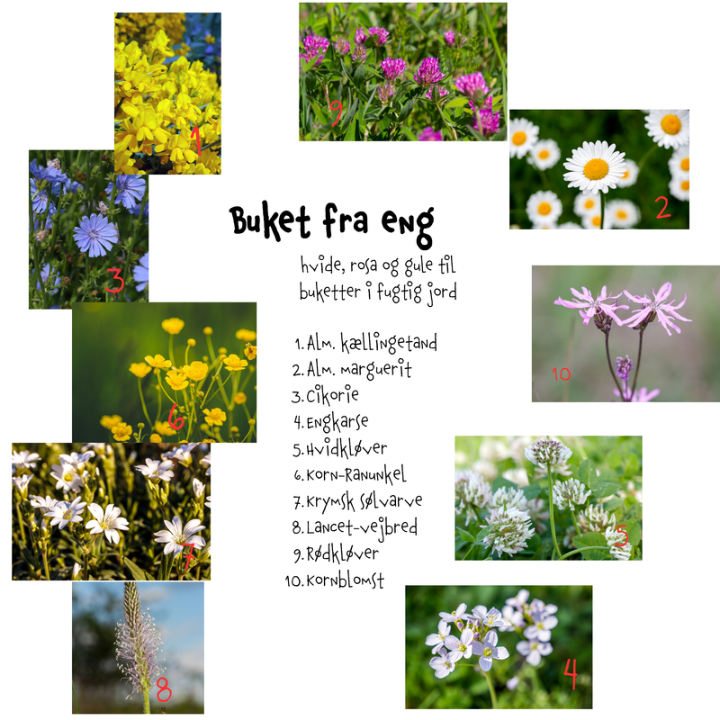 Så- og pasningsvejledning til Buket fra eng - Blomstrende eng til fugtig–frisk bund - frøblanding