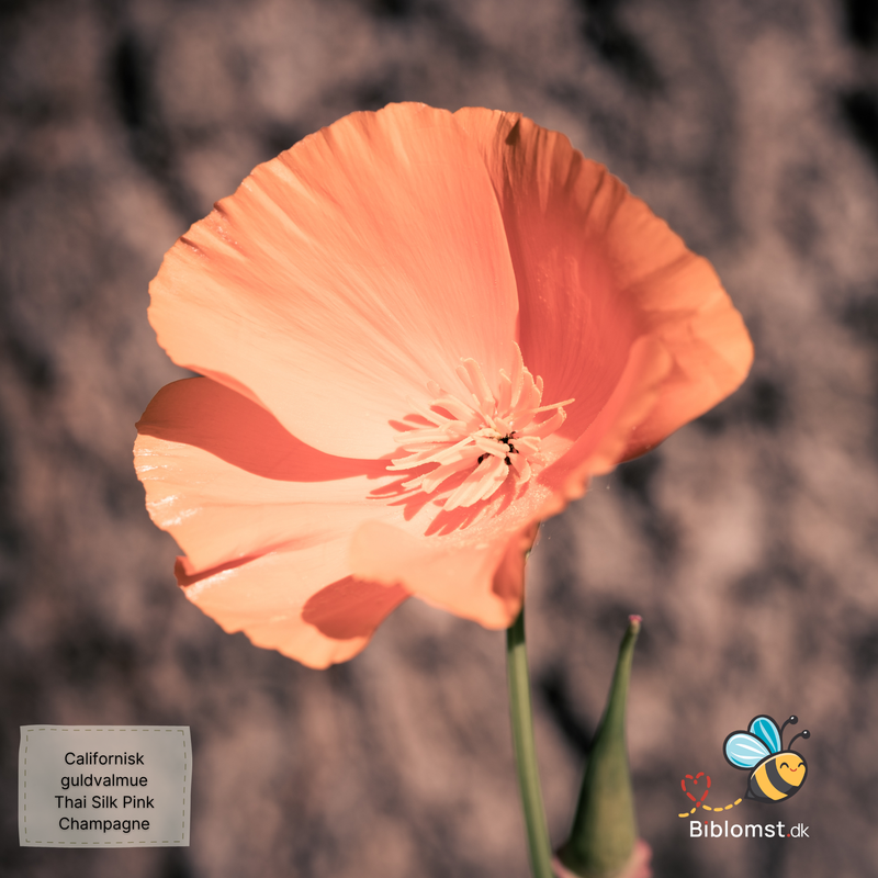 Så- og pasningsvejledning til californisk guldvalmue – Eschscholzia californica ‘Thai Silk Pink Champagne’