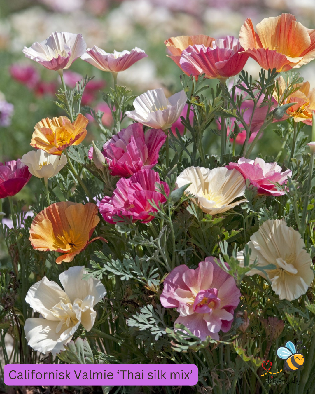 Så- og pasningsvejledning til californisk guldvalmue – Eschscholzia californica Thai Silk Formula Mixture