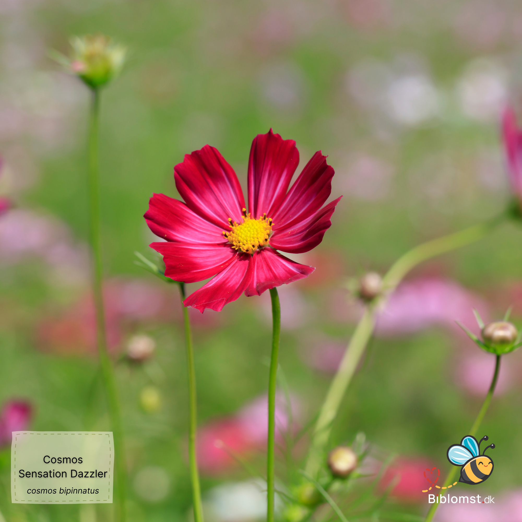 Så- og pasningsvejledning til kosmos ‘Sensation Dazzler’ – Cosmos bipinnatus ‘Sensation Dazzler’