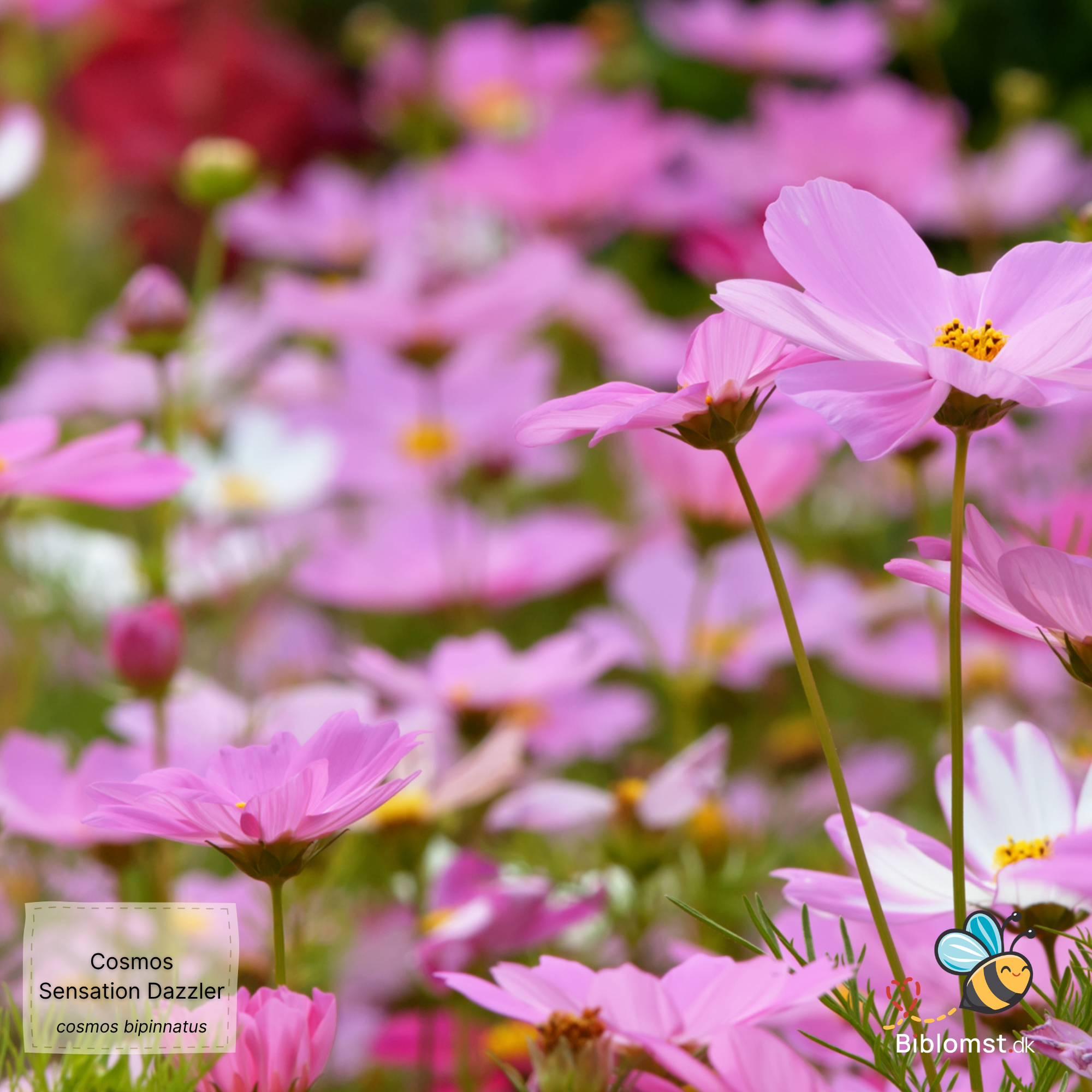 Så- og pasningsvejledning til dværg stolt kavaler ‘Dwarf Sensation Mixed’ – Cosmos bipinnatus