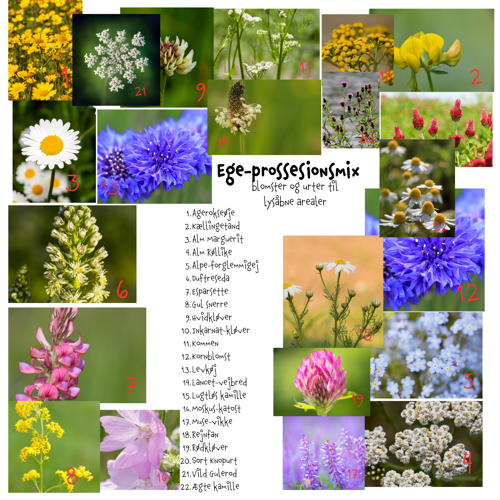 Så- og pasningsvejledning til Egeprossesionsmix