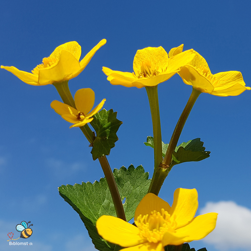 Såvejledning – Engkabbeleje -Caltha palustris