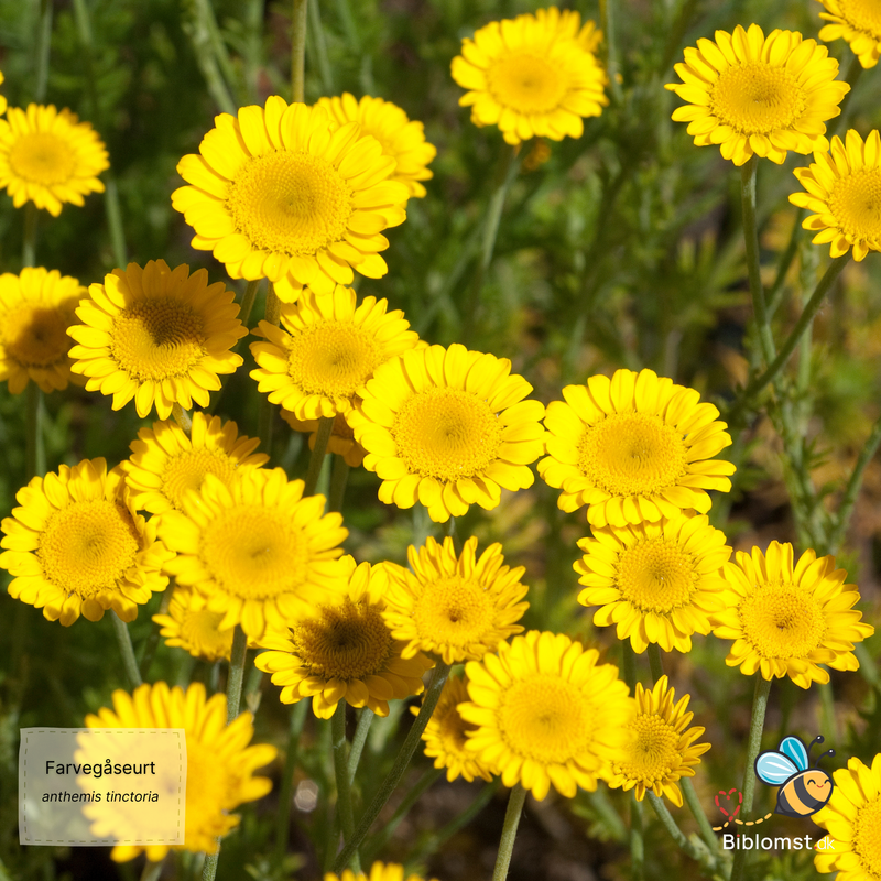 Så- og pasningsvejledning for Farvegåseurt - Anthemis tinctoria