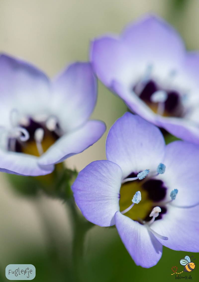 Så- og pasningsvejledning til Fugleøje – Gilia tricolor