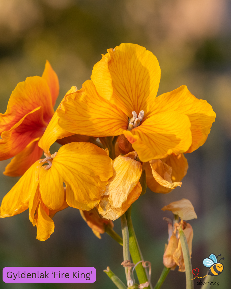 Så- og pasningsvejledning til gyldenlak – Erysimum cheiri ’Fire King’