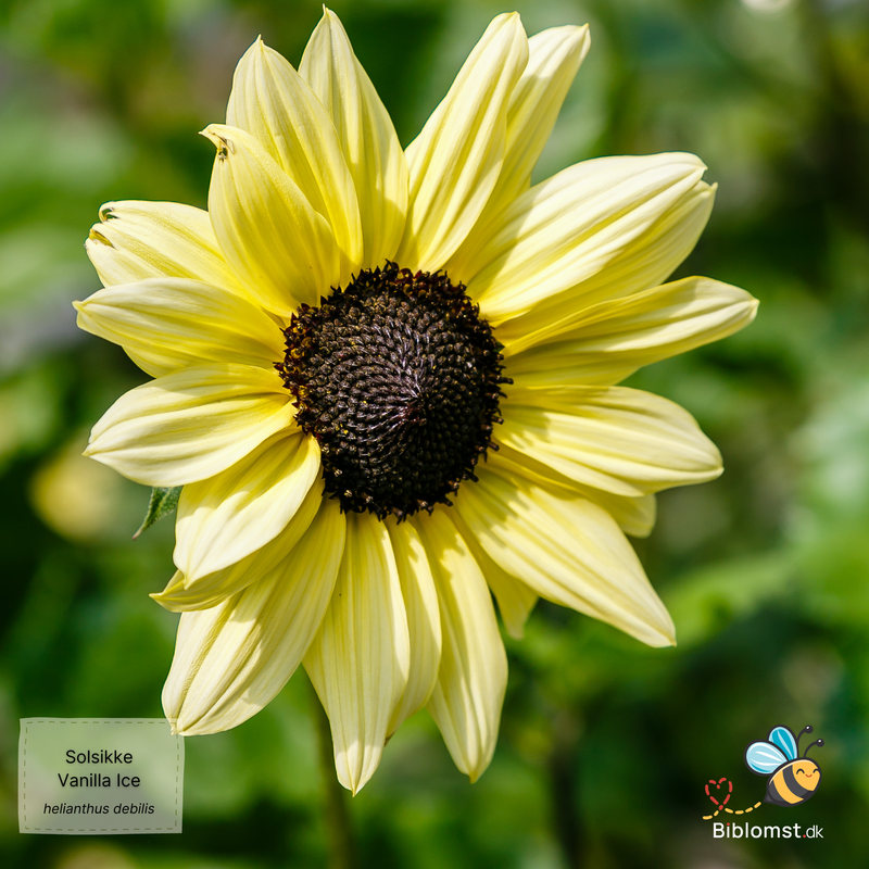 Så- og pasningsvejledning for Helianthus debilis - Solsikke 'Vanilla Ice'