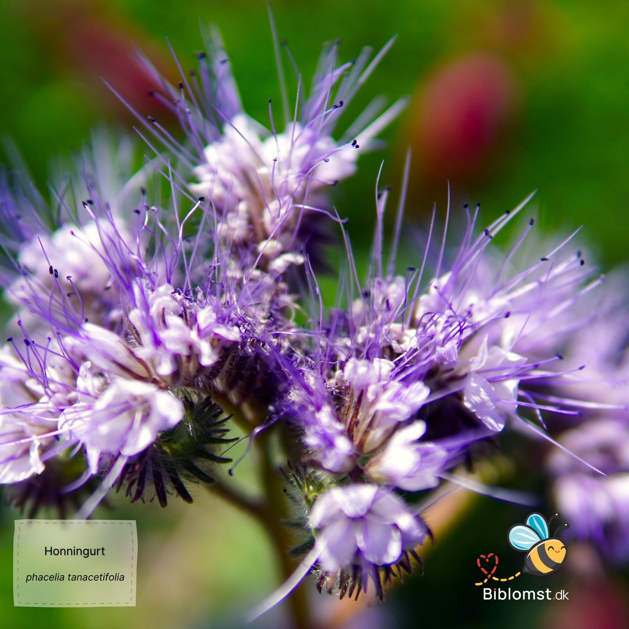 Så- og pasningsvejledning for Phacelia tanacetifolia - Honningurt