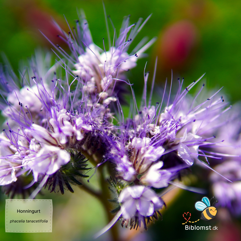 Så- og pasningsvejledning for Phacelia tanacetifolia - Honningurt