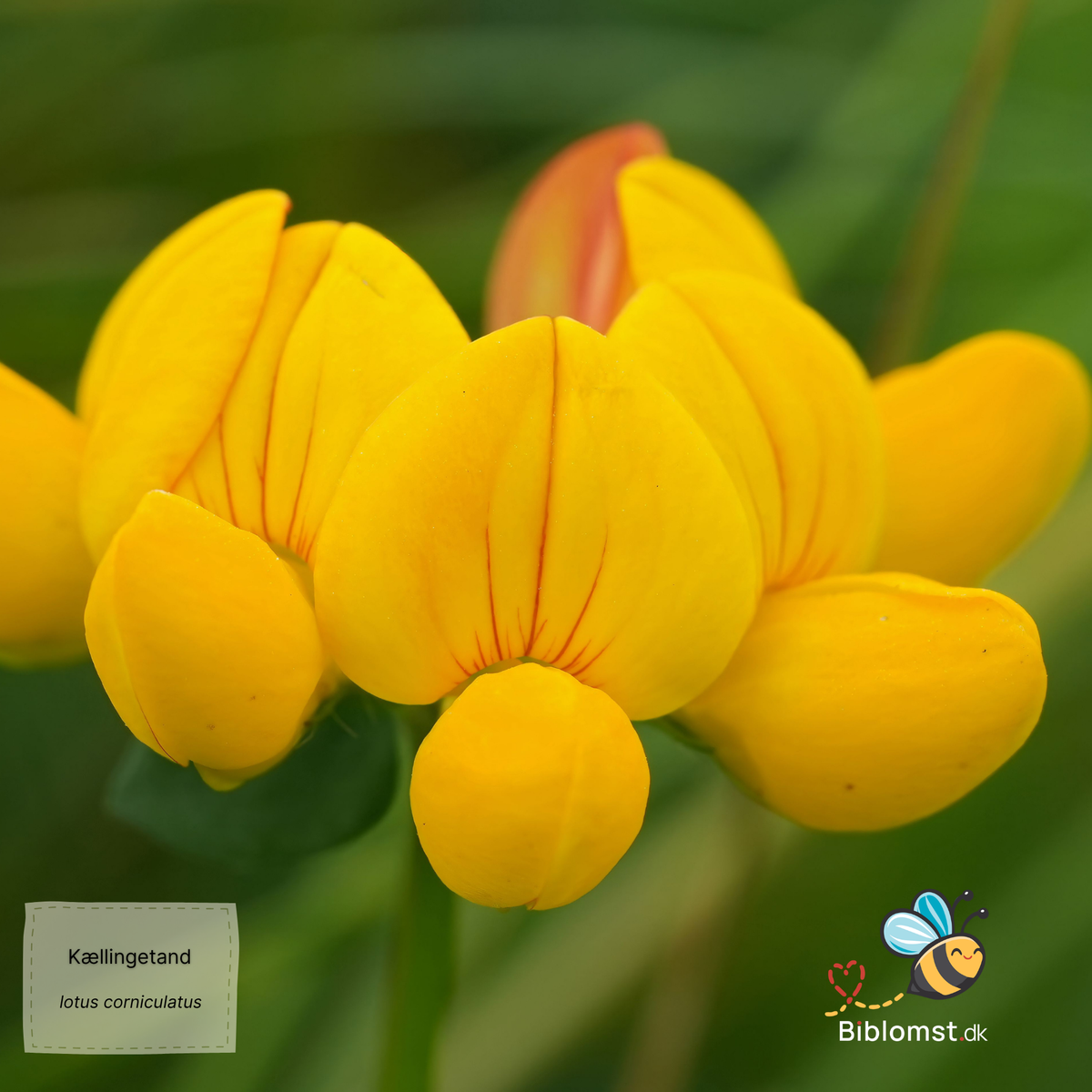 Så- og pasningsvejledning for Lotus corniculatus - Kællingetand