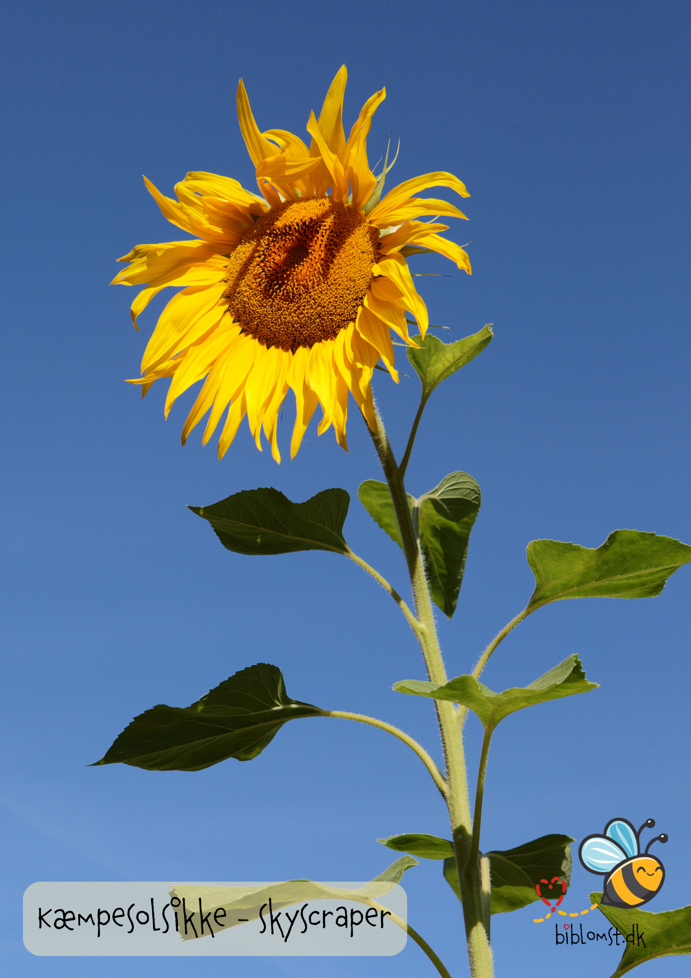 Så- og pasningsvejledning til kæmpesolsikke ‘Skyscraper’ – Helianthus annuus