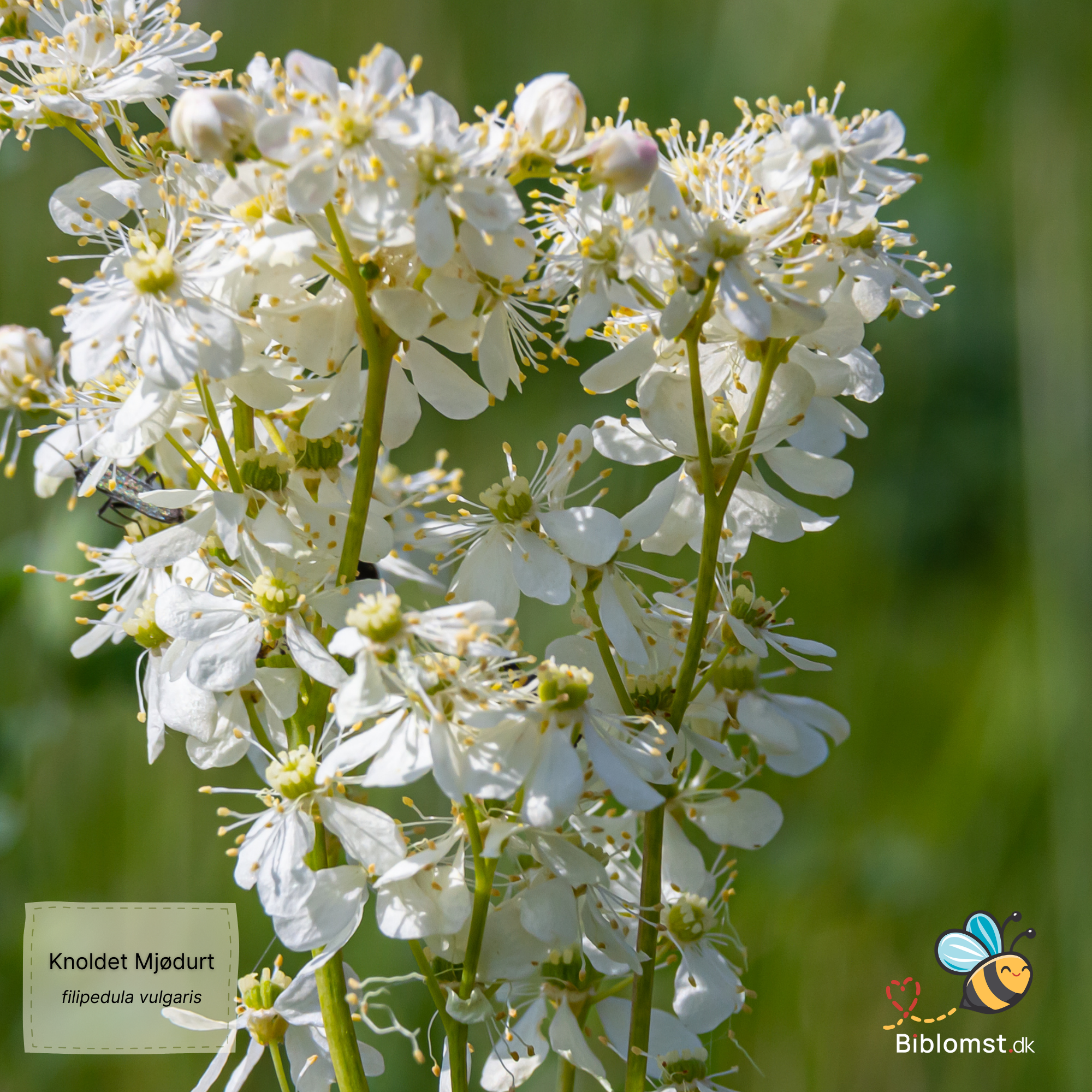 Så- og pasningsvejledning til knoldet mjødurt – Filipendula vulgaris