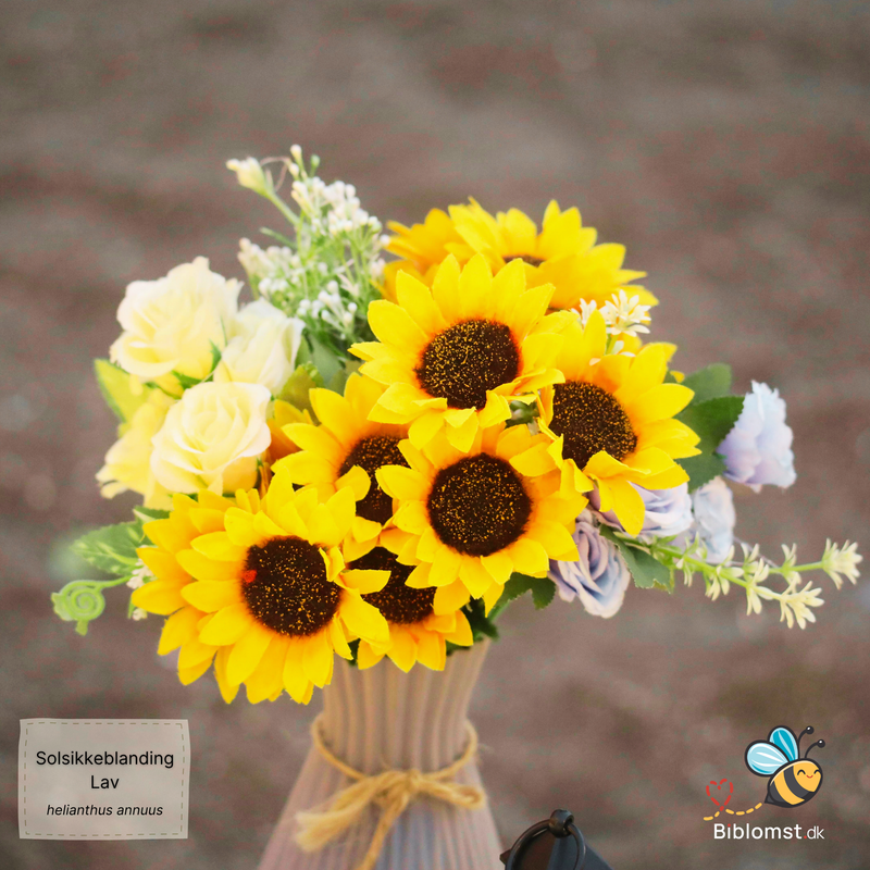 Så- og pasningsvejledning til Lav solsikke blanding (Helianthus annuus)