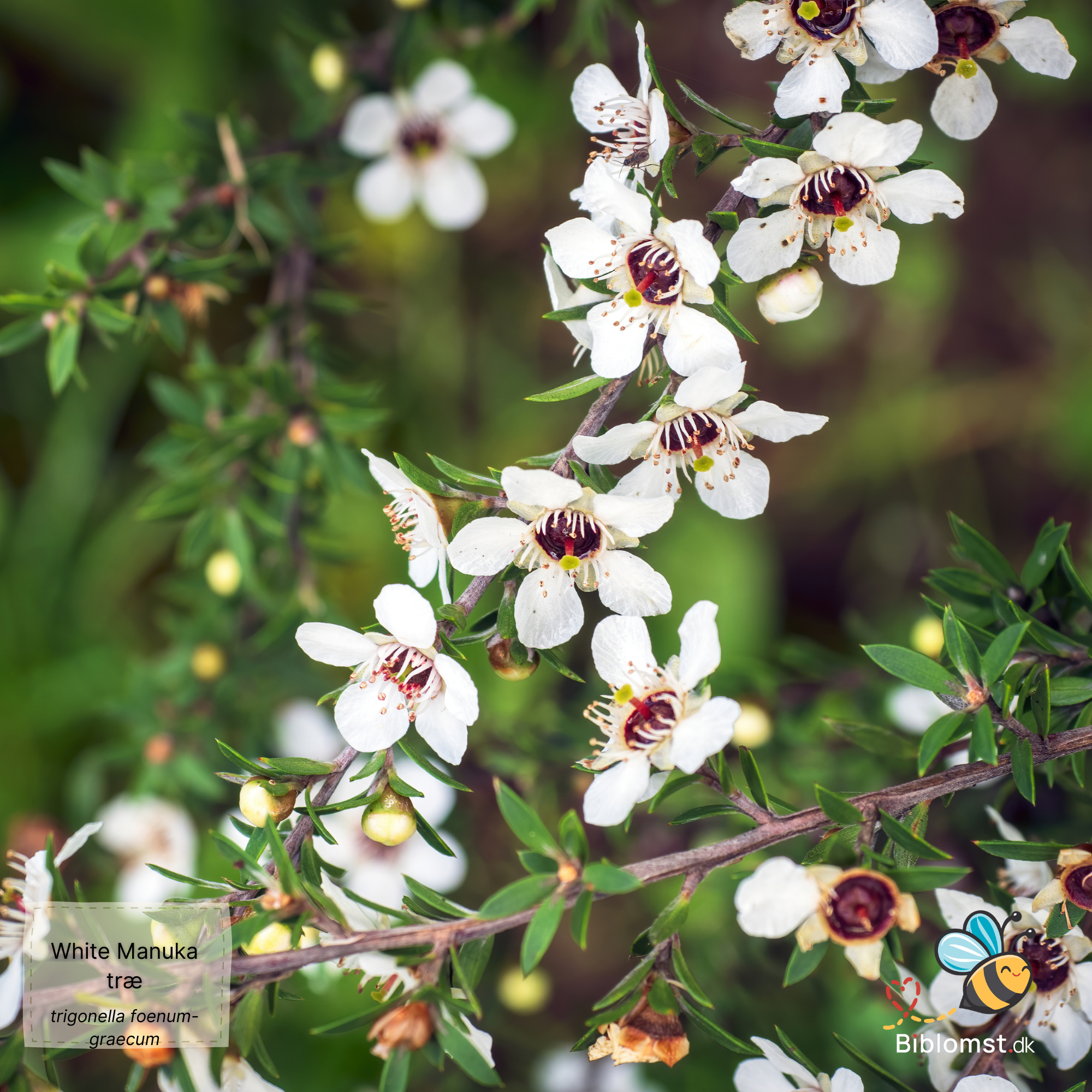Så- og pasningsvejledning for Leptospermum scoparium - White Manuka Tree