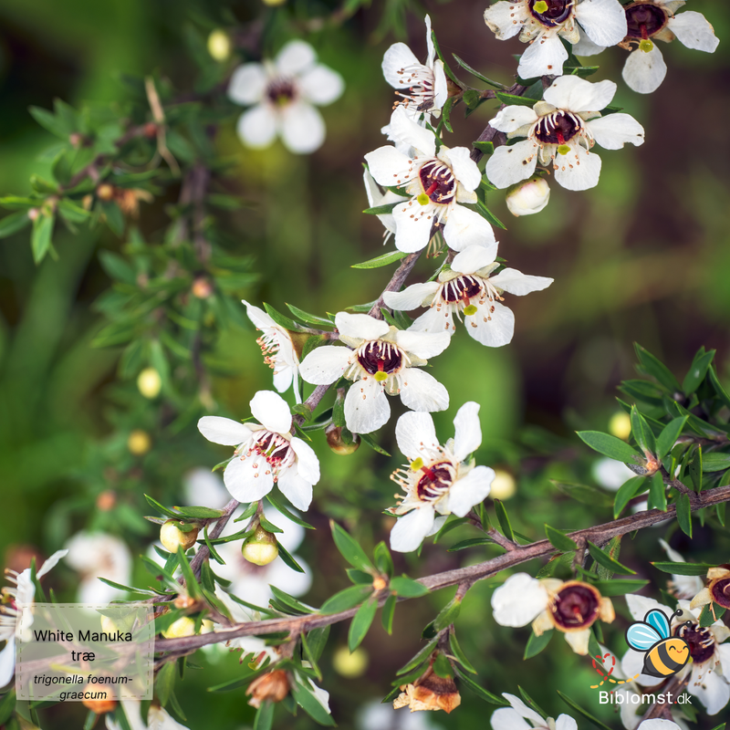 Så- og pasningsvejledning for Leptospermum scoparium - White Manuka Tree