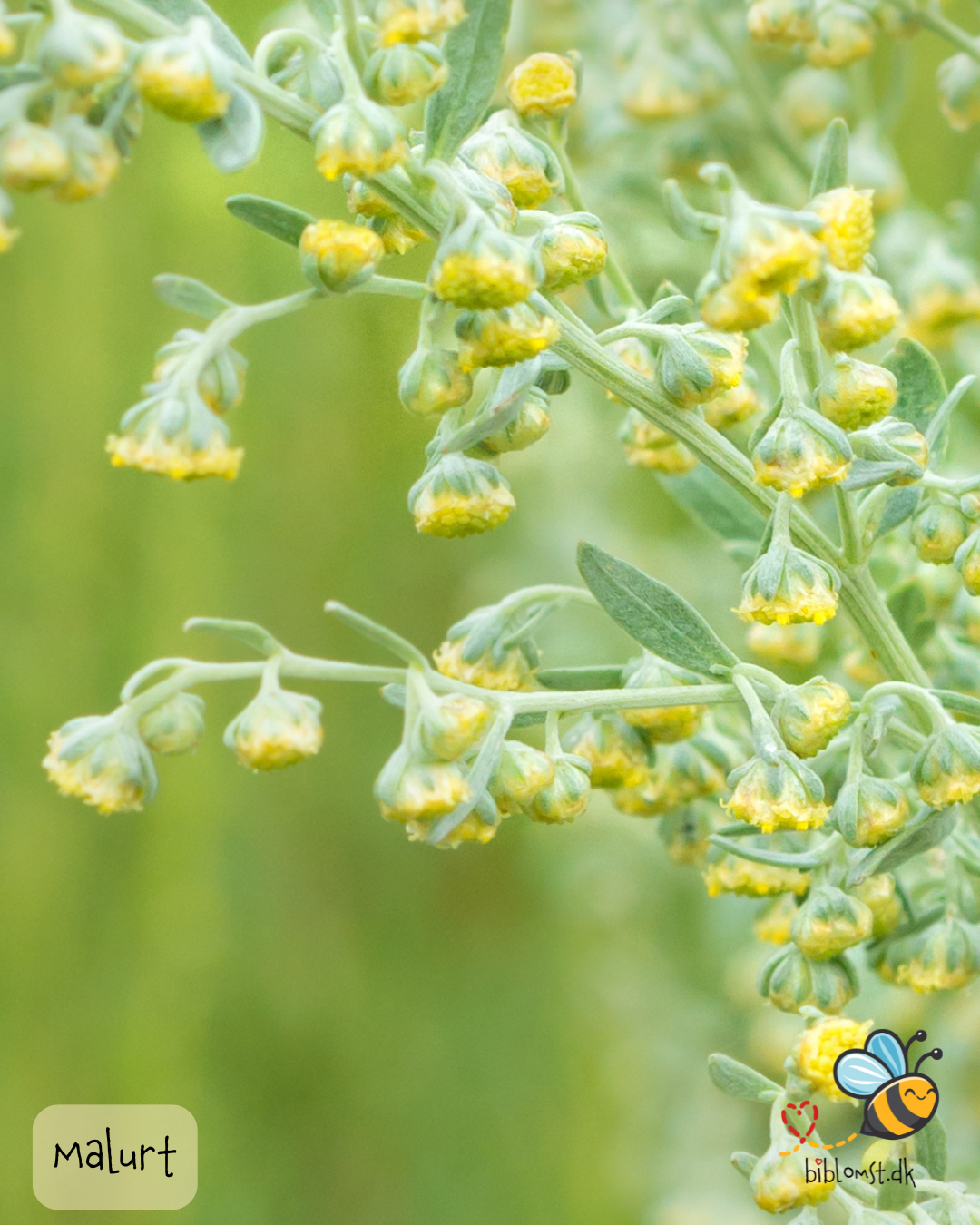 Så- og pasningsvejledning til Malurt – Artemisia absinthium