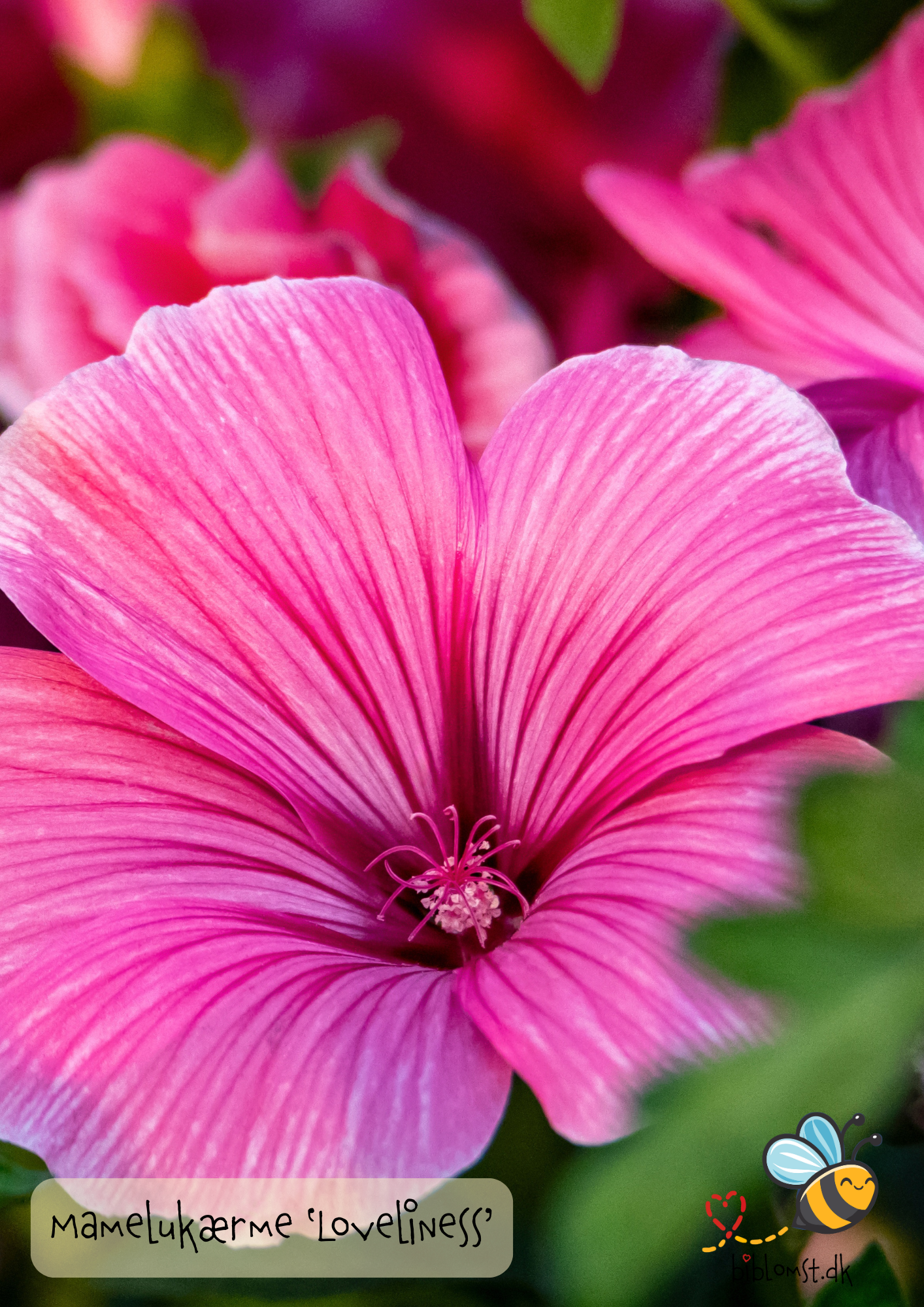 Så- og pasningsvejledning til mamelukærme ‘Loveliness’ – Malva trimestris (syn. Lavatera trimestris)