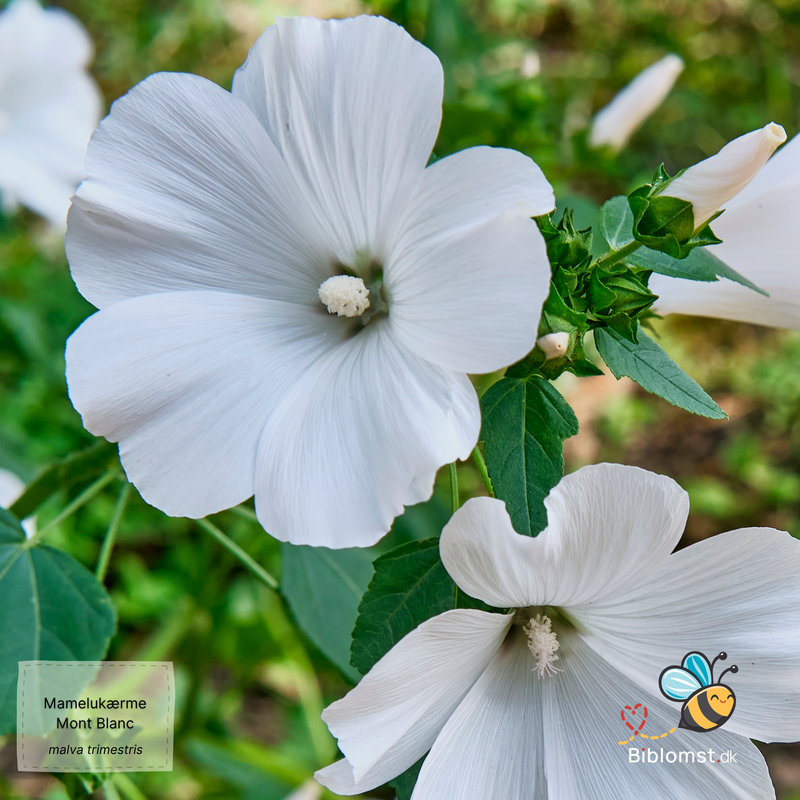 Så- og pasningsvejledning til mamelukærme ‘Mont Blanc’ – Malva trimestris (syn. Lavatera trimestris)