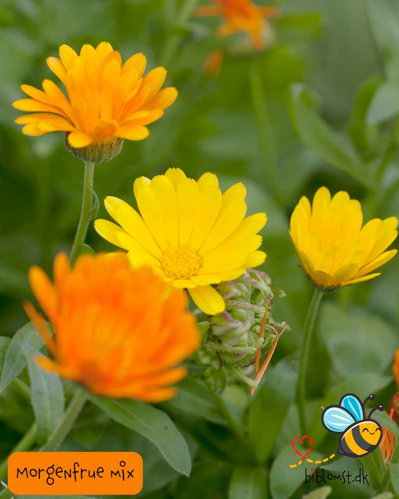 Så- og pasningsvejledning til morgenfrue (mix) – Calendula officinalis