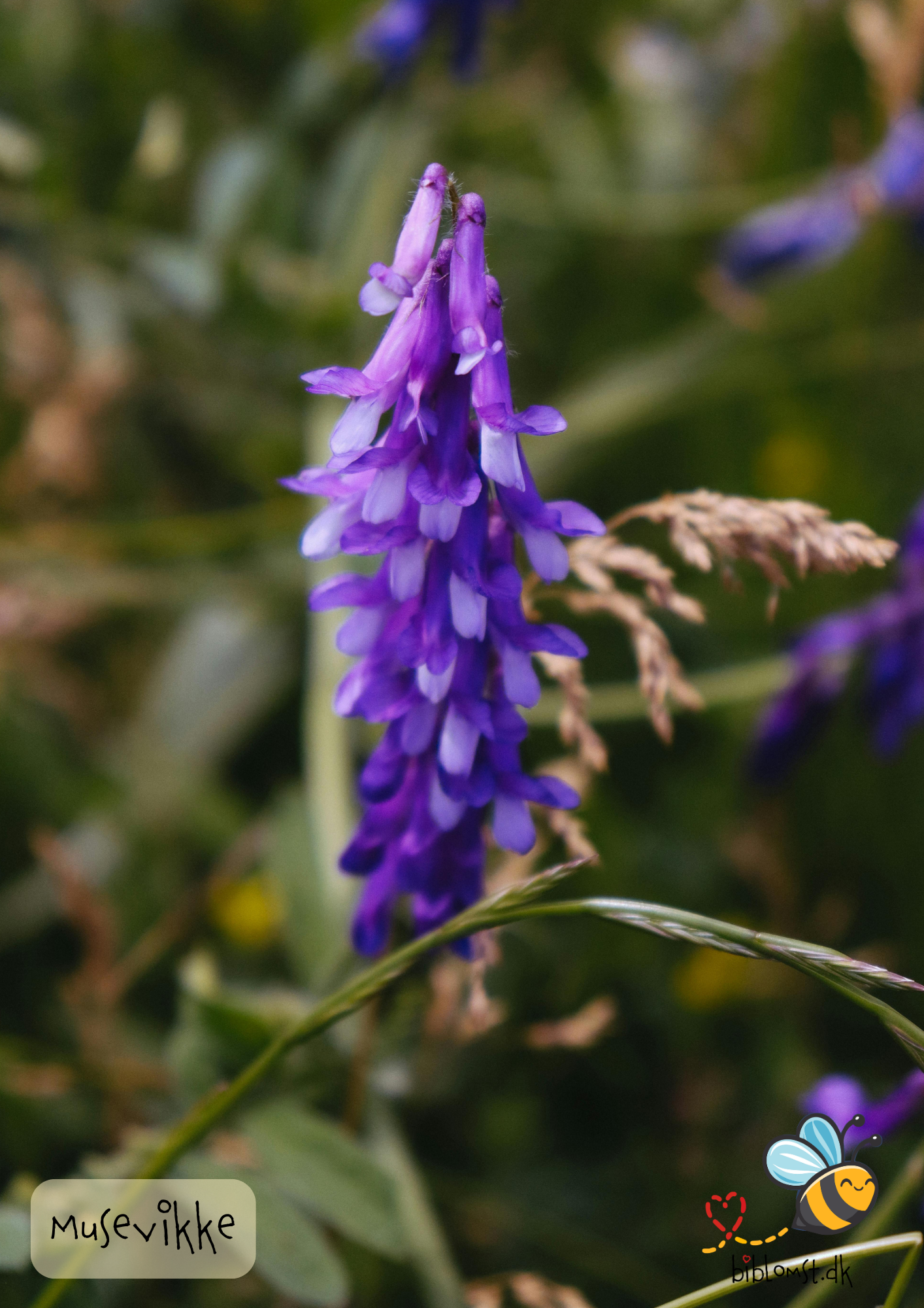 Så- og pasningsvejledning til musevikke – Vicia cracca