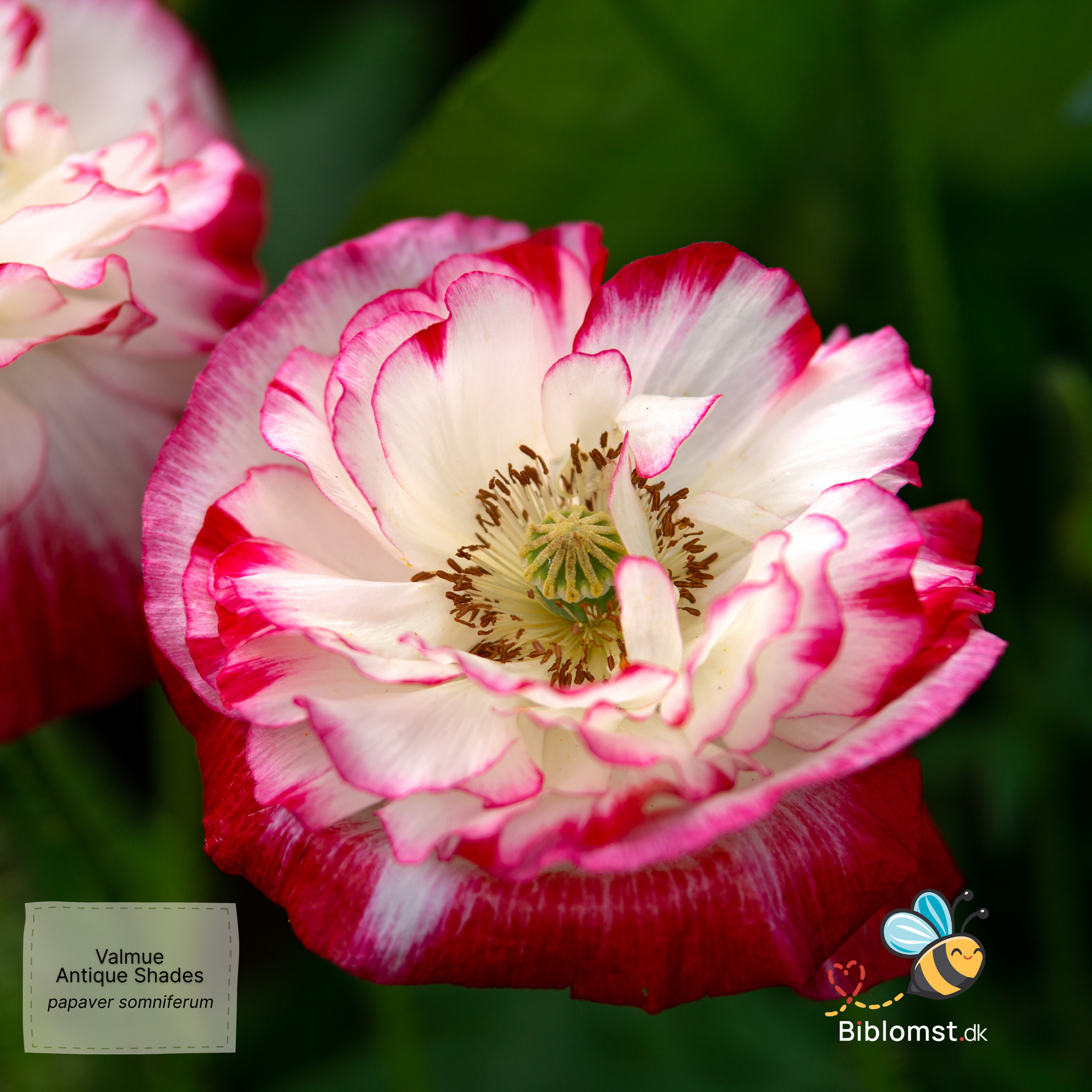Så- og pasningsvejledning for Pæonvalmue - Papaver somniferum Antique Shades