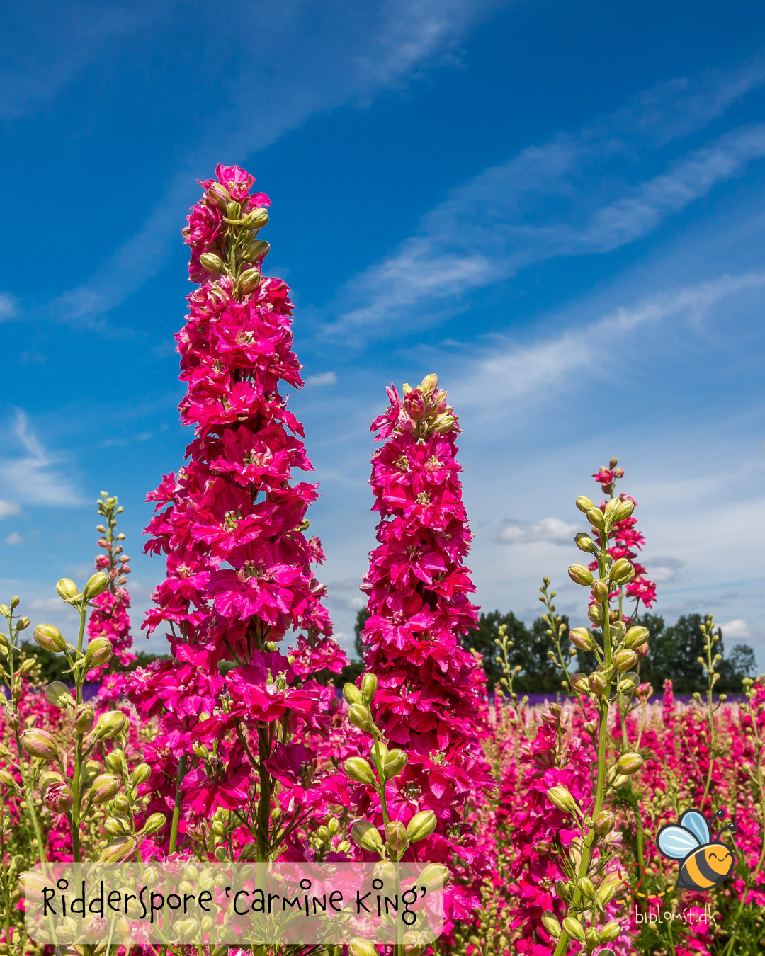 Så- og pasningsvejledning for ridderspore 'Carmine King' - Delphinium consolida