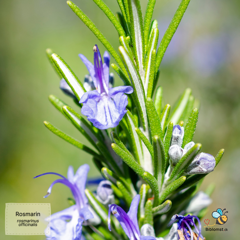 Så- og pasningsvejledning til Rosmarin – Salvia rosmarinus (syn. Rosmarinus officinalis)