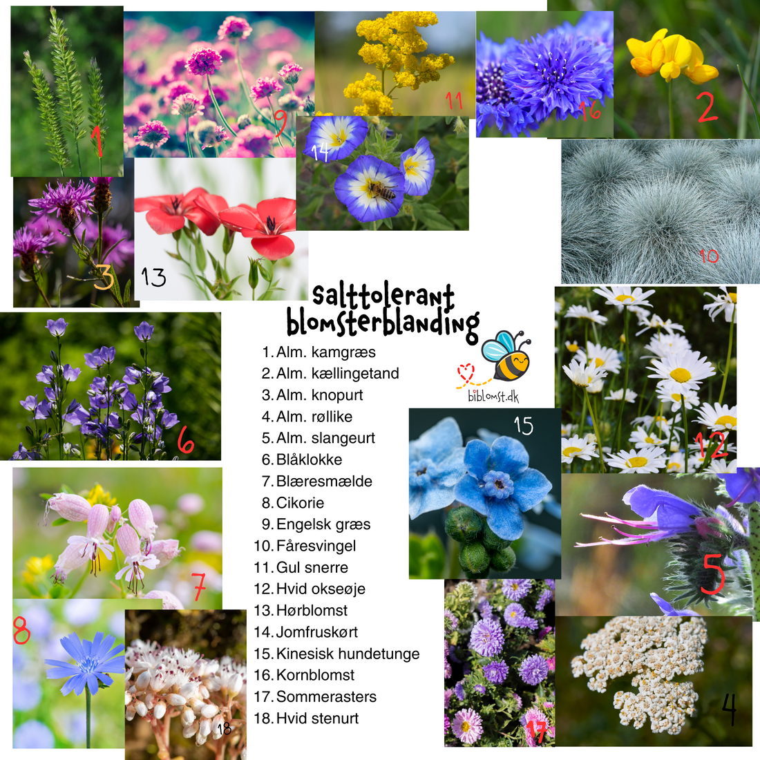 Så- og pasningsvejledning til Salttolerant blomsterblanding – 18 arter af vilde blomster med salttolerance