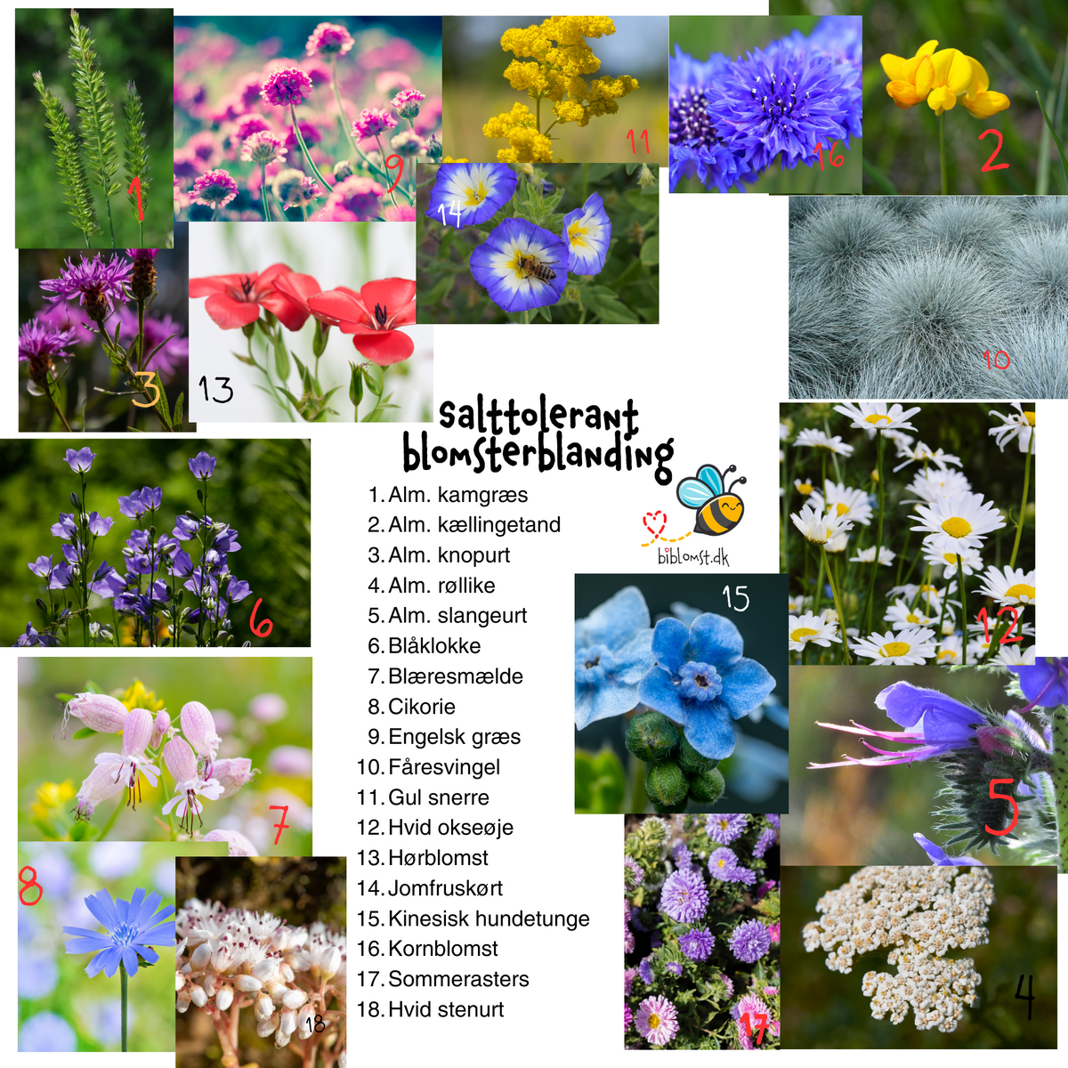 Så- og pasningsvejledning til Salttolerant blomsterblanding – 18 arter af vilde blomster med salttolerance