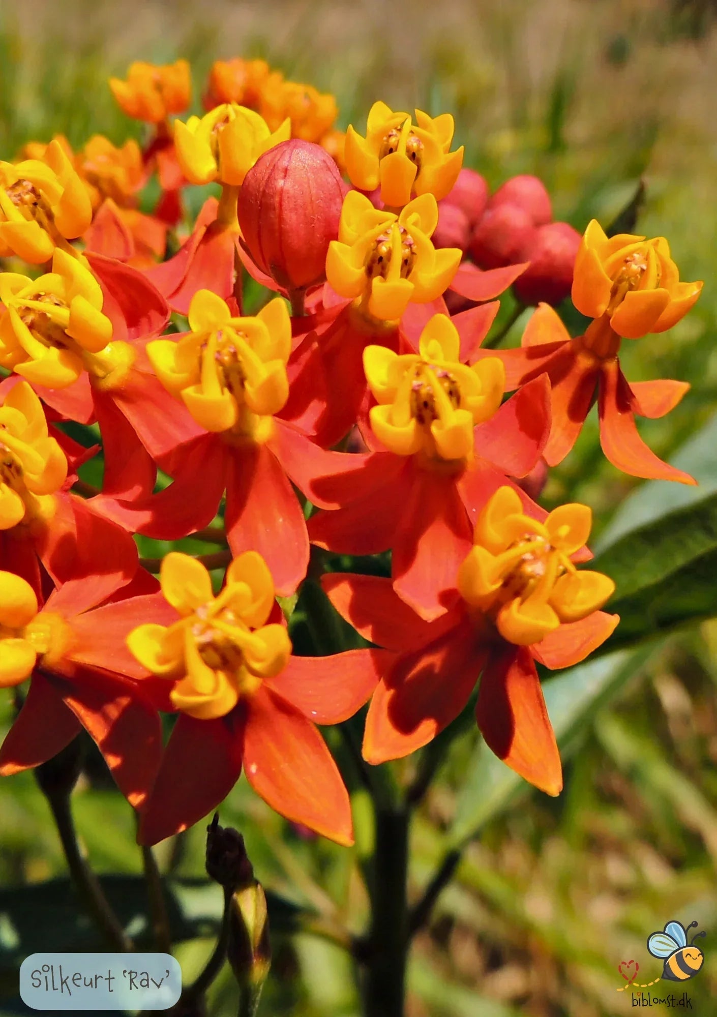 Så- og pasningsvejledning til Tropisk silkeplante 'Rav' – Asclepias curassavica 'Apollo Orange'