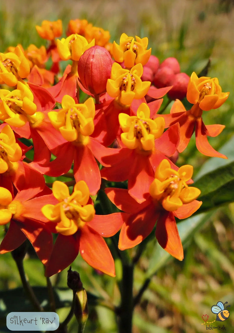 Så- og pasningsvejledning til Tropisk silkeplante 'Rav' – Asclepias curassavica 'Apollo Orange'