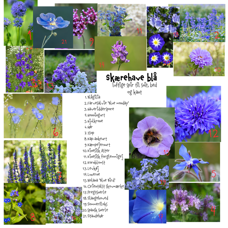 Så- og pasningsvejledning til Skærehave blå - frøblanding - luftige spir til snit, bed og kant
