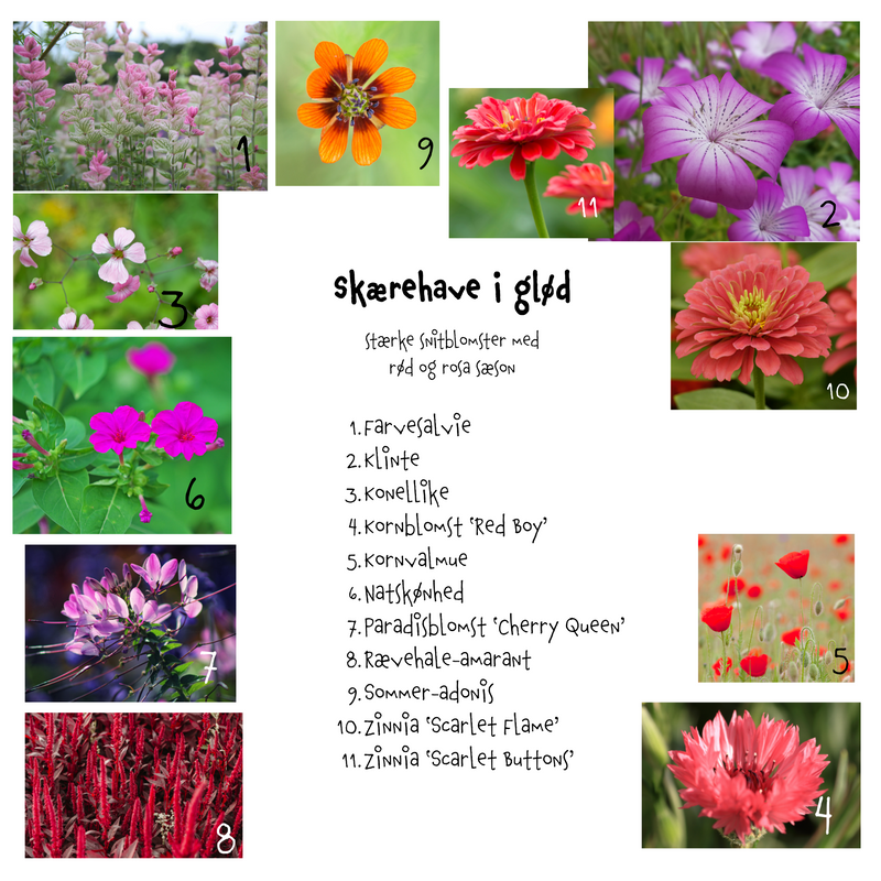 Så- og pasningsvejledning til Skærehave i glød – stærke snitblomster med rød og rosa sæson