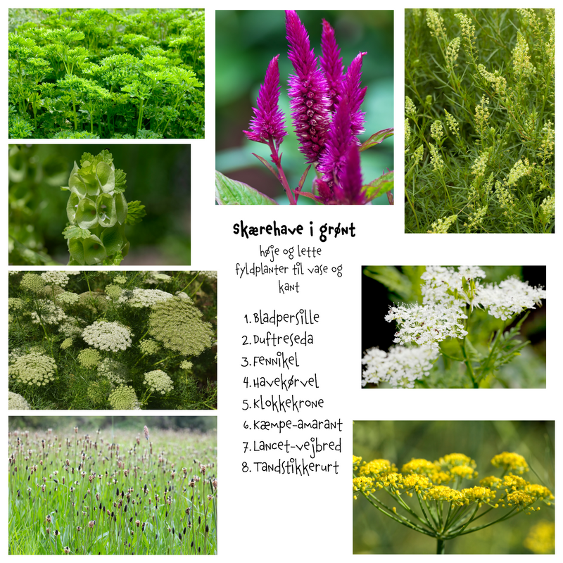 Så- og pasningsvejledning til 'Skærehave i grønt' - høje og lette fyldplanter til vase og kant