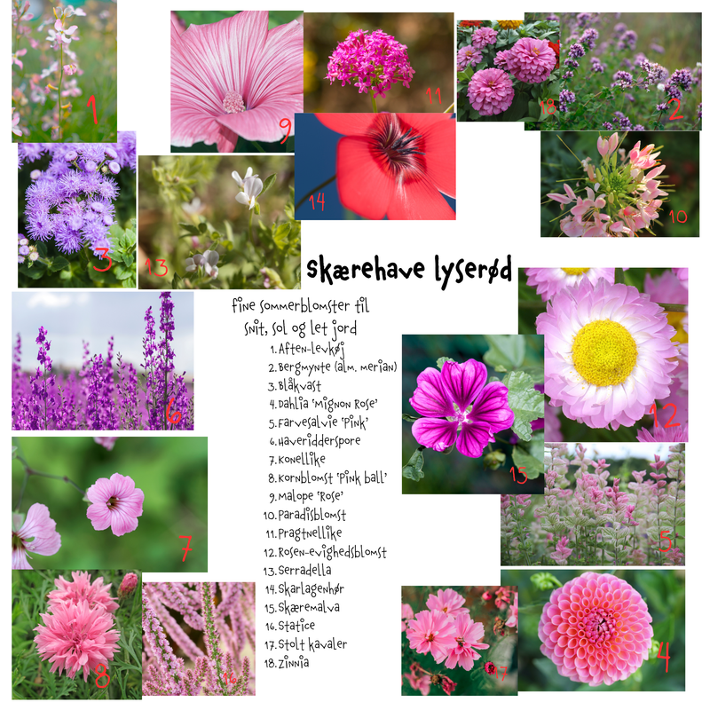 Så- og pasningsvejledning til Skærehave lyserød – fine sommerblomster til snit, sol og let jord - frøblanding