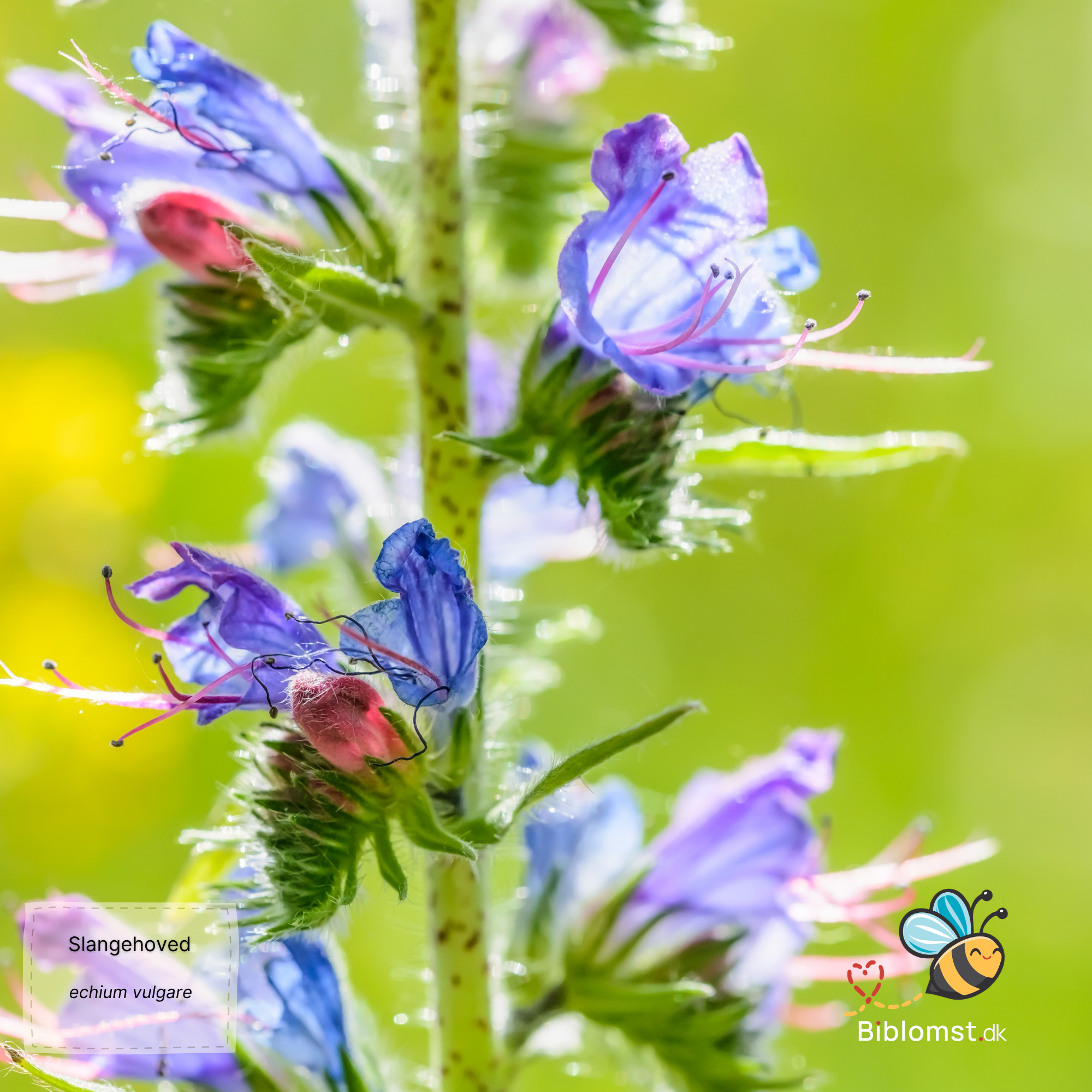 Så- og pasningsvejledning for Slangehoved - Echium vulgare