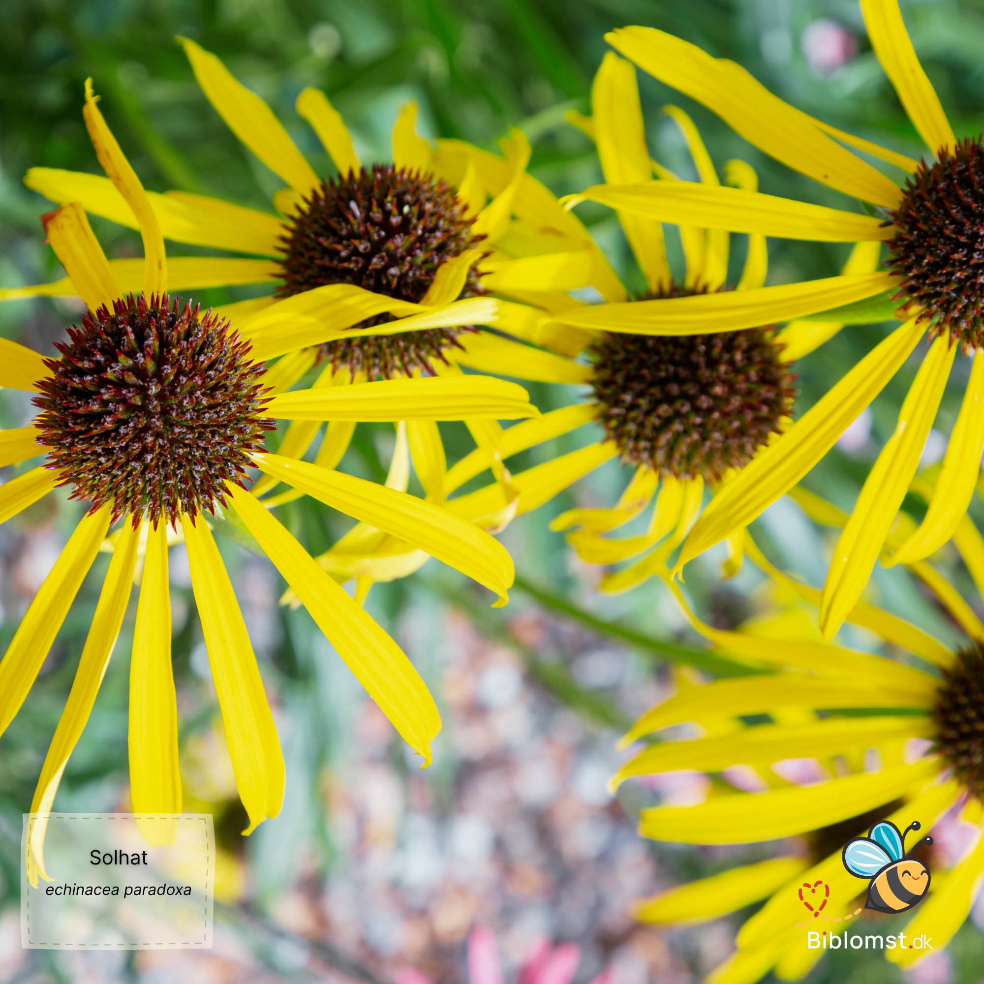 Så- og pasningsvejledning til Solhat – Echinacea paradoxa