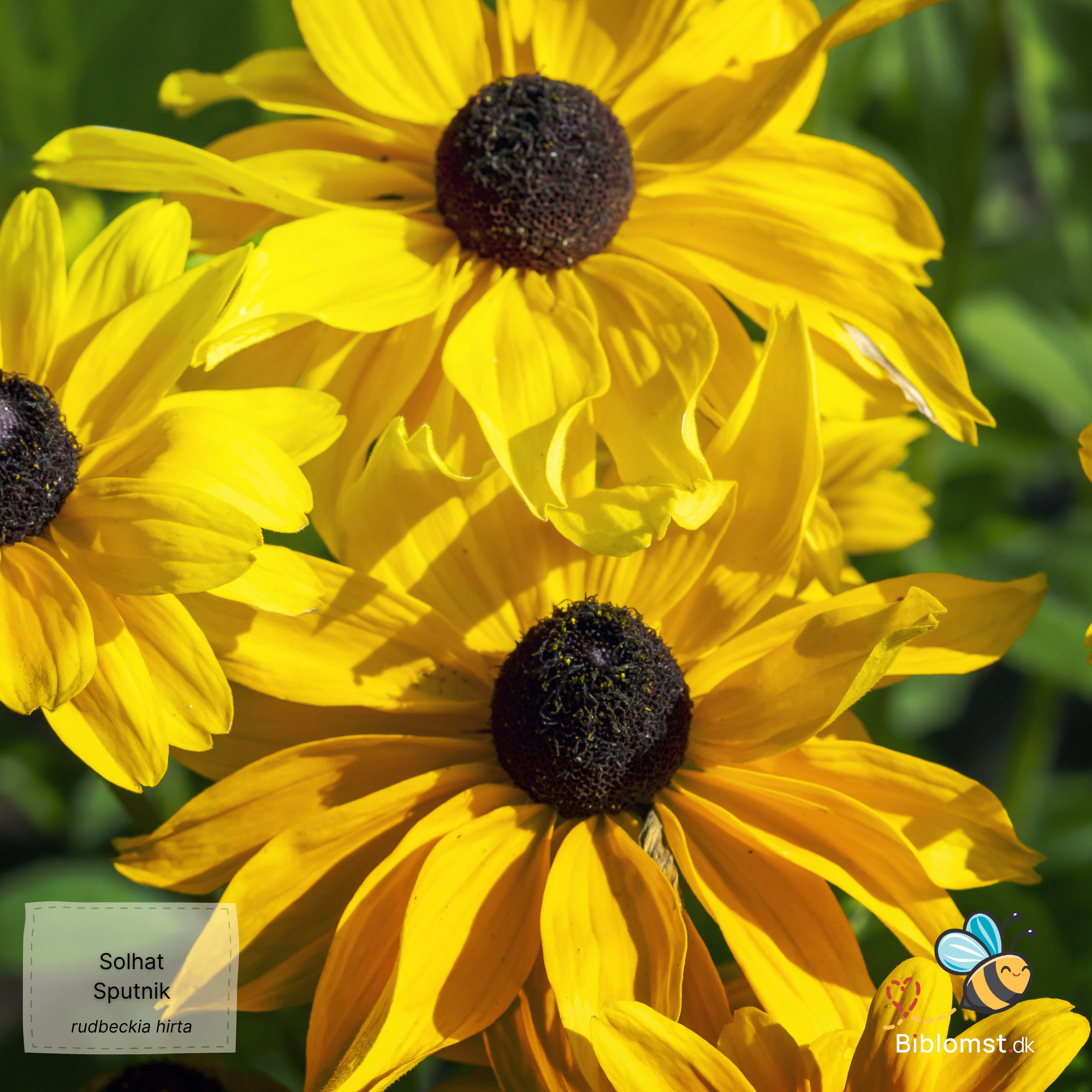 Så- og pasningsvejledning til Solhat - Rudbeckia hirta 'Sputnik'